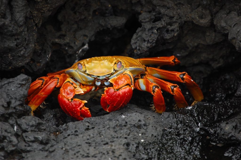 Significado de soñar con cangrejos de mar